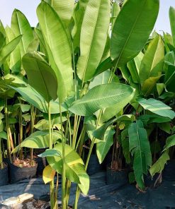 Đặc điểm cây chuối phượng hoàng