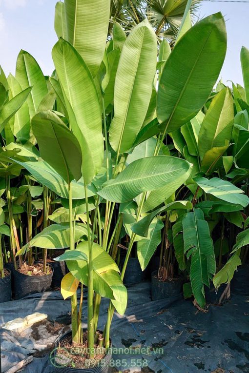 Đặc điểm cây chuối phượng hoàng