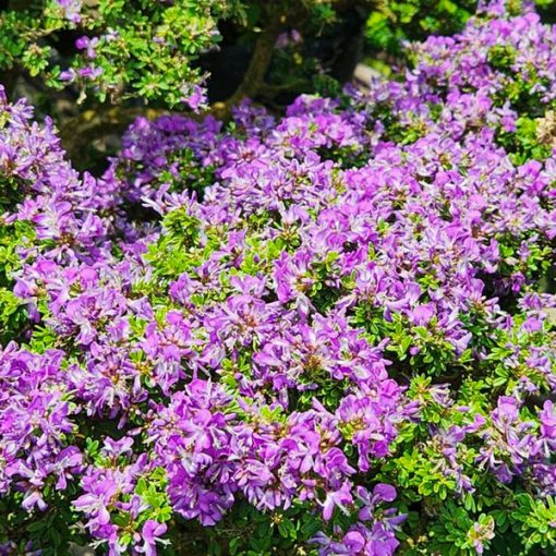 Đặc điểm hoa cây linh sam lá nhỏ hạt gạo