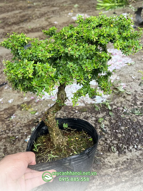 Có nhiều cách phân loại cây linh sam như dựa vào màu sắc hoa hoặc kích thước lá