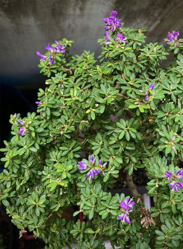 Giá bán linh sam hoa tím lá nhỏ (linh sam hạt gạo)
