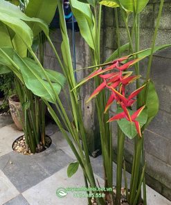 Hoa cây chuối phượng hoàng