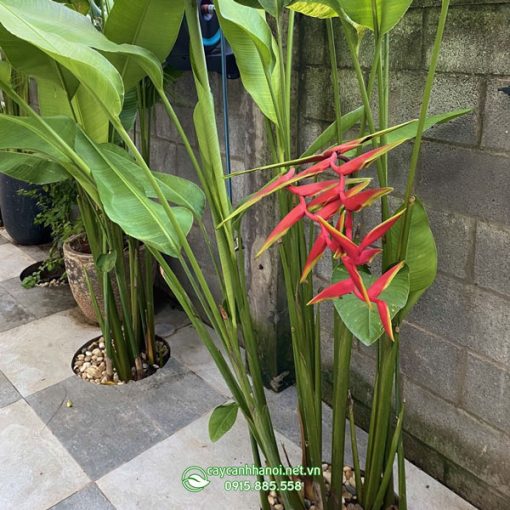 Hoa cây chuối phượng hoàng