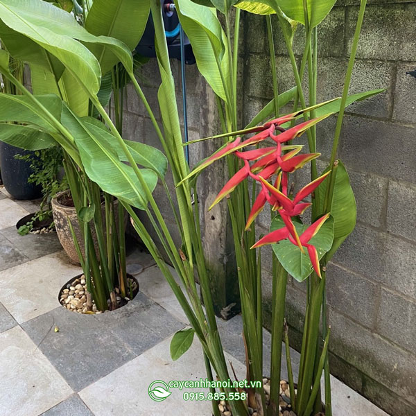 Hoa cây chuối phượng hoàng