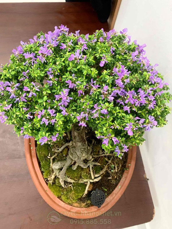 Hướng dẫn cách chăm cây linh sam ra hoa đẹp