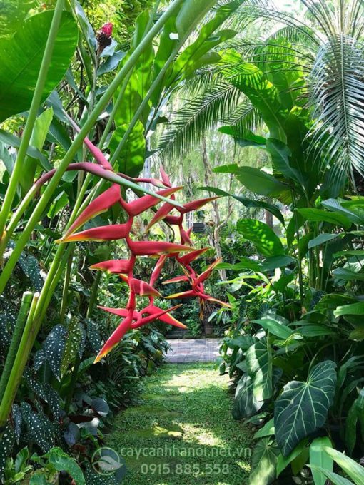Hướng dẫn cách chăm sóc cây chuối phượng hoàng