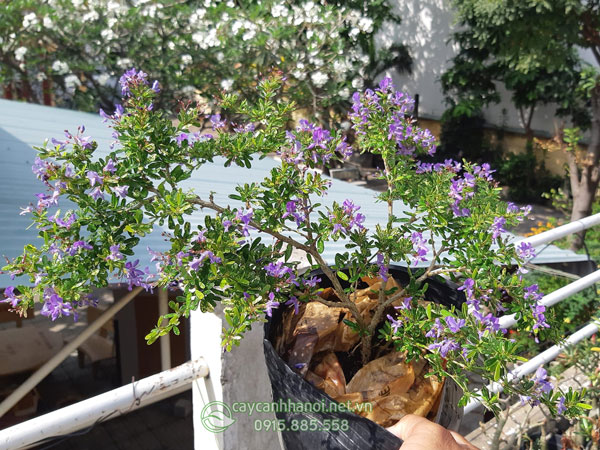 Linh sam cẩm thạch