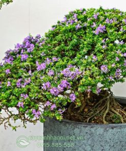 Linh sam hạt gạo có lá nhỏ