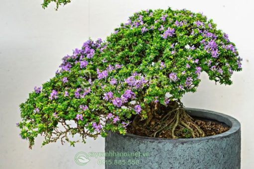 Linh sam hạt gạo có lá nhỏ