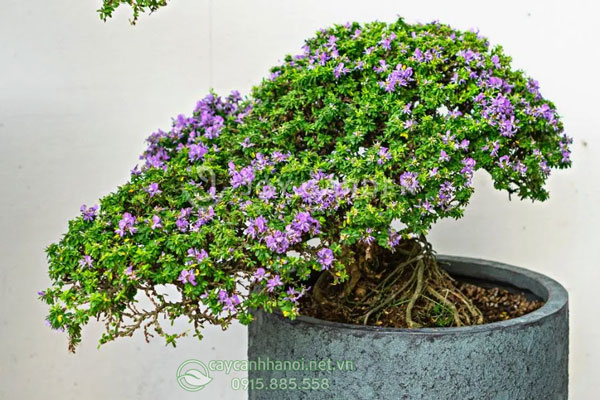 Linh sam hạt gạo có lá nhỏ
