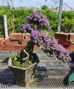 Linh sam hạt gạo trồng bonsai