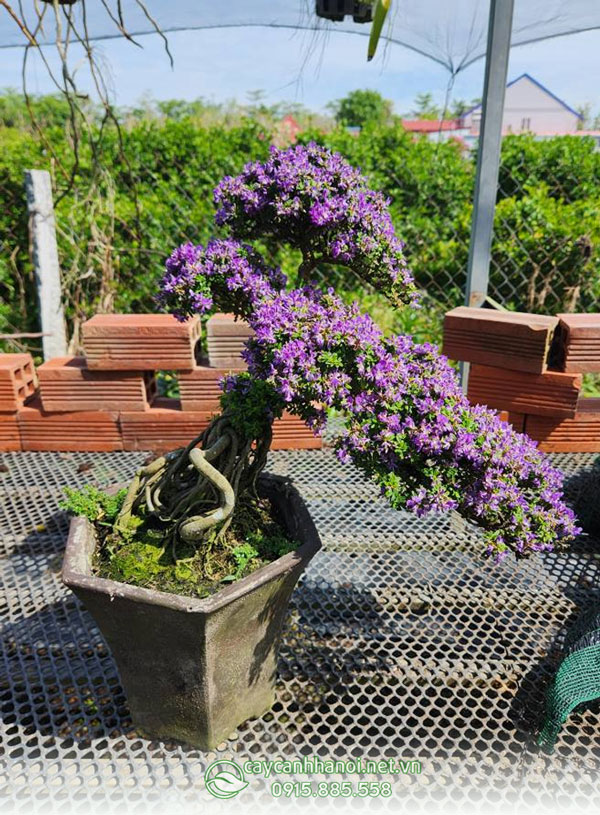 Linh sam hạt gạo trồng bonsai