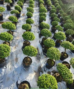 Linh sam hạt gạo trồng dáng Col tròn