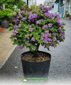 Linh sam hạt gạo siêu bông có nguồn gốc từ các tỉnh miền Trung