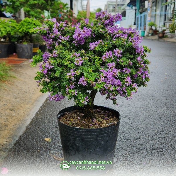 Linh sam hạt gạo siêu bông có nguồn gốc từ các tỉnh miền Trung