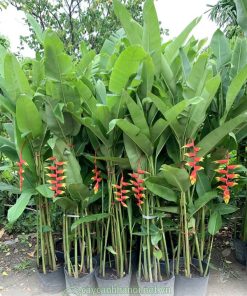Cây chuối tràng pháo
