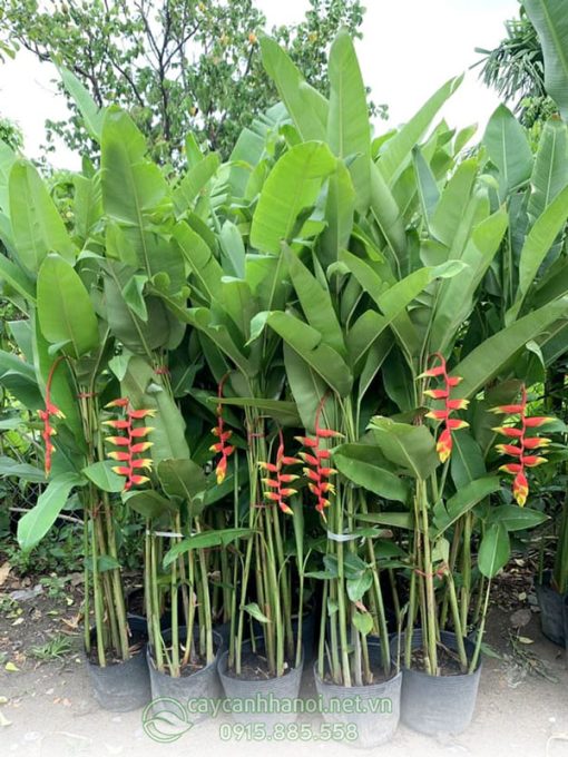 Cây chuối tràng pháo