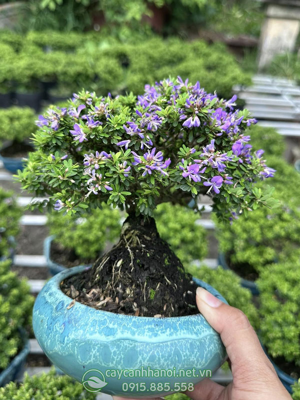 Ý nghĩa phong thủy cây linh sam