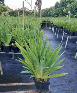Bán cây hoa xạ can số lượng lớn tại Hà Nội