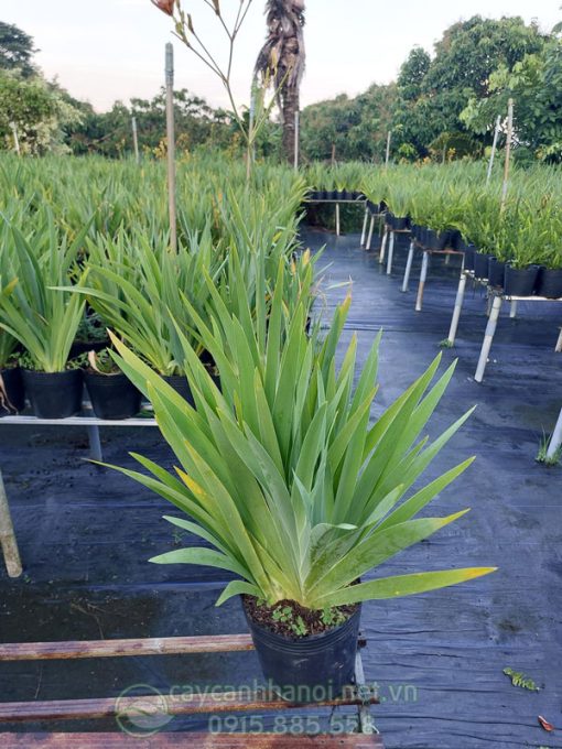 Bán cây hoa xạ can số lượng lớn tại Hà Nội