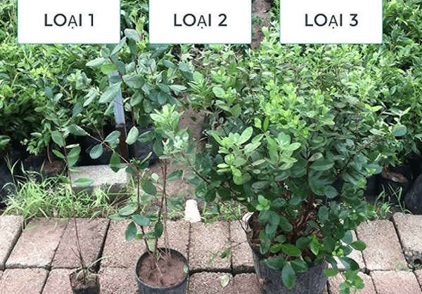 Bán cây ổi dứa nhiều kích thước
