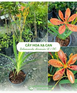 Cây hoa xạ can