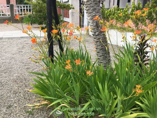 Cây hoa xạ can trồng tạo cảnh quan sân vườn