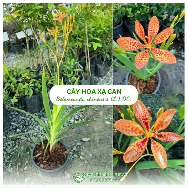 Cây hoa xạ can