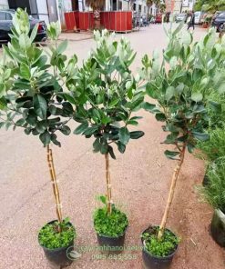 Cây ổi dứa có nguồn gốc từ Nam Mỹ
