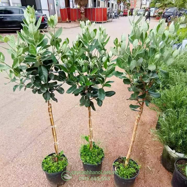 Cây ổi dứa có nguồn gốc từ Nam Mỹ