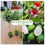 Cây Ổi Dứa New Zealand