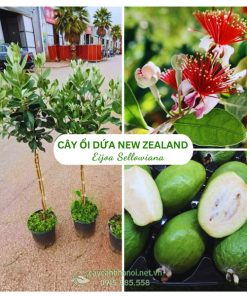 Cây Ổi Dứa New Zealand