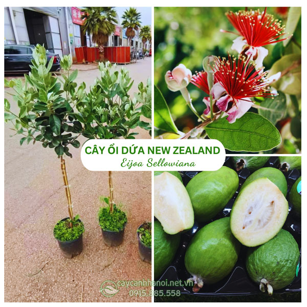 Cây Ổi Dứa New Zealand