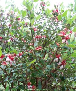 Cây ổi dứa New Zealand cho hoa đẹp mang đến nhiều may mắn