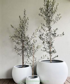 Cây Oliu dễ trồng và ít tốn công chăm sóc