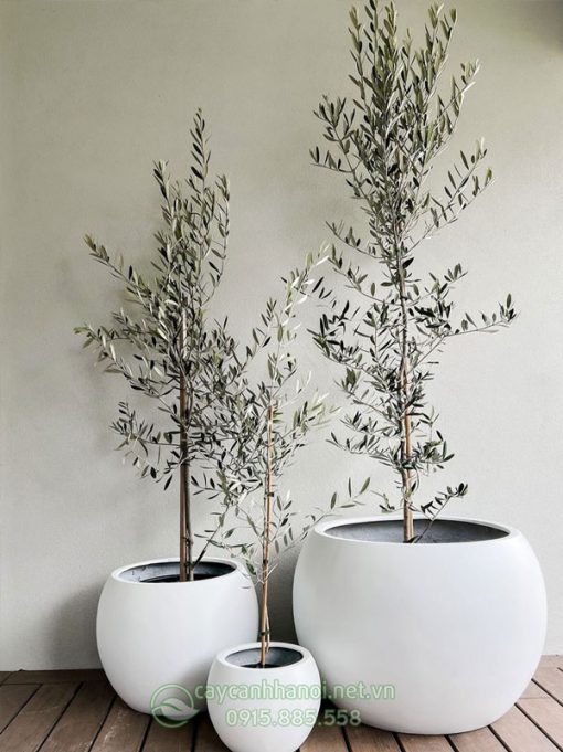 Cây Oliu dễ trồng và ít tốn công chăm sóc