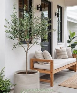 Cây Oliu trồng chậu trang trí không gian sống