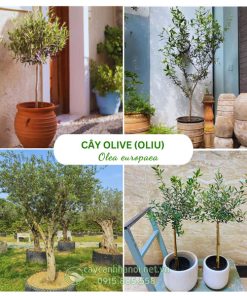 Cây Olive
