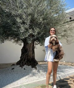 Cây Olive cổ thủ trồng trang trí sân vườn