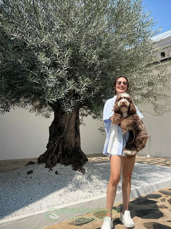 Cây Olive cổ thủ trồng trang trí sân vườn
