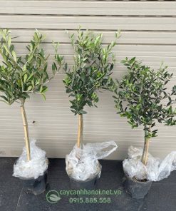 Cây Olive nhập khẩu