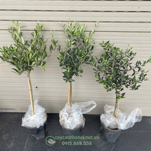 Cây Olive nhập khẩu