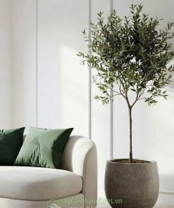 Cây Olive phong thủy mang đến nhiều may mắn, tài lộc