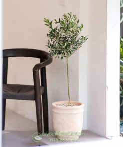 Cây Olive phong thủy trồng trang trí nội thất