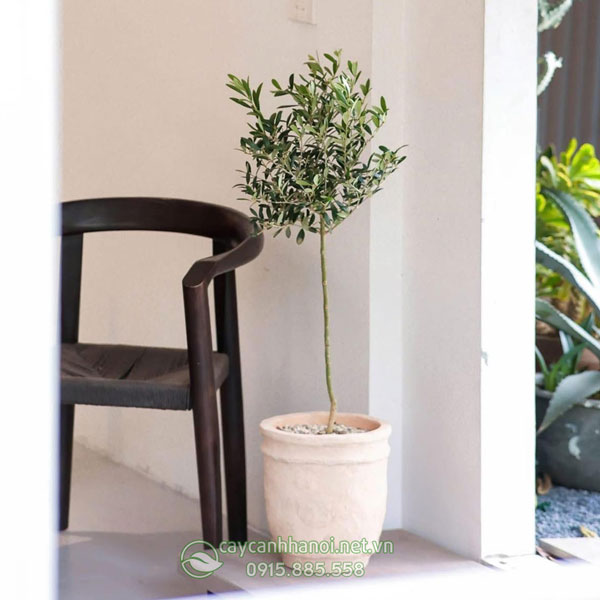 Cây Olive phong thủy trồng trang trí nội thất