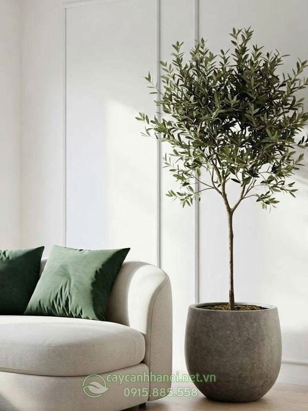 Cây Olive phong thủy mang đến nhiều may mắn, tài lộc