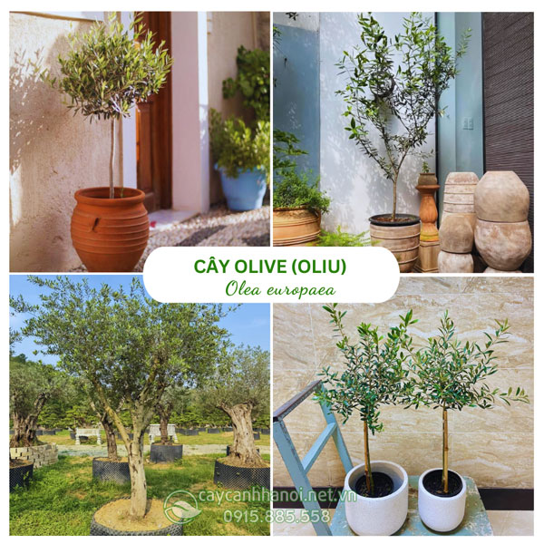 Cây Olive