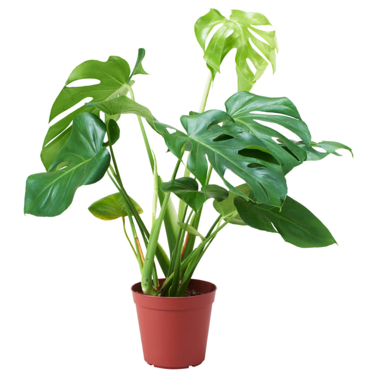 Lá cây trầu bà có hình tim đặc trưng