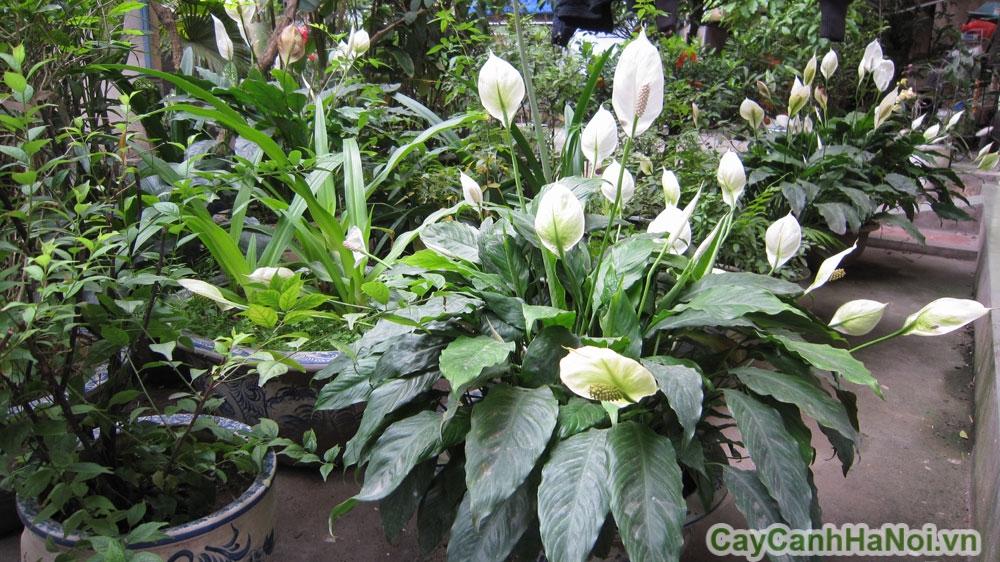 Lan ý là cây phong thủy rất dễ trồng và chăm sóc
