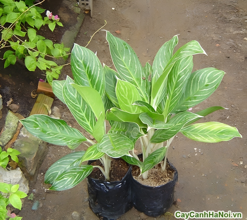 Bạch mã hoàng tử là cây phong thủy giúp ổn định năng lượng trong phòng